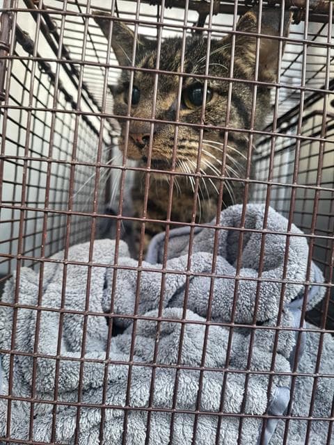 Sebastian - Domestic Short Hair