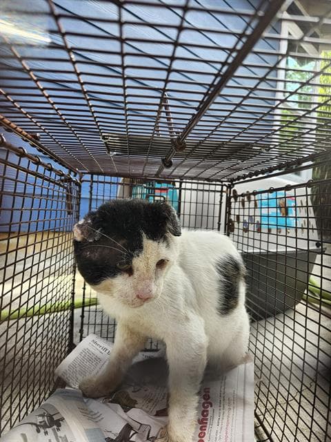Patches - Domestic Short Hair