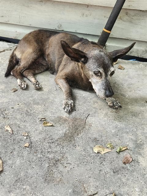 Precious - Chihuahua
