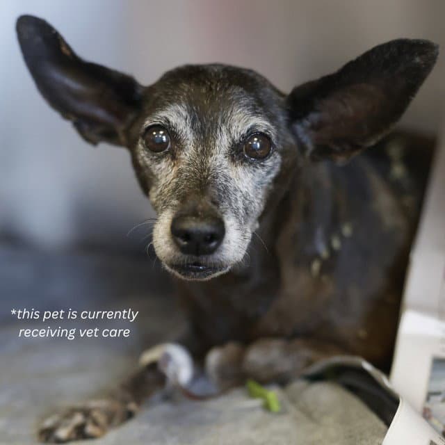 Precious - Chihuahua