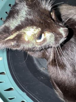 Pepper image 1