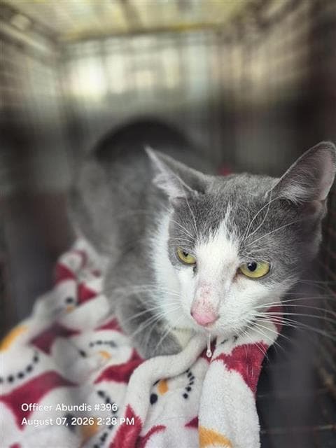 Ragoon - Domestic Short Hair