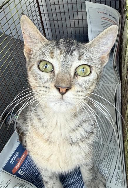Saidy - Domestic Short Hair