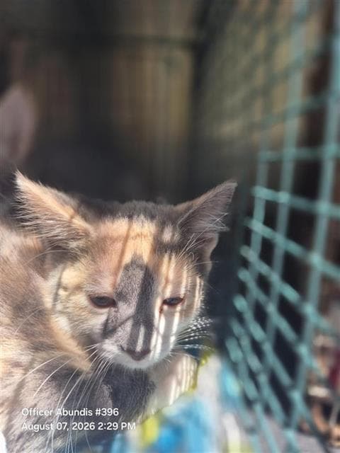 Sesame - Domestic Short Hair
