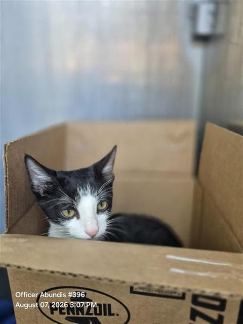Pepper - Domestic Short Hair