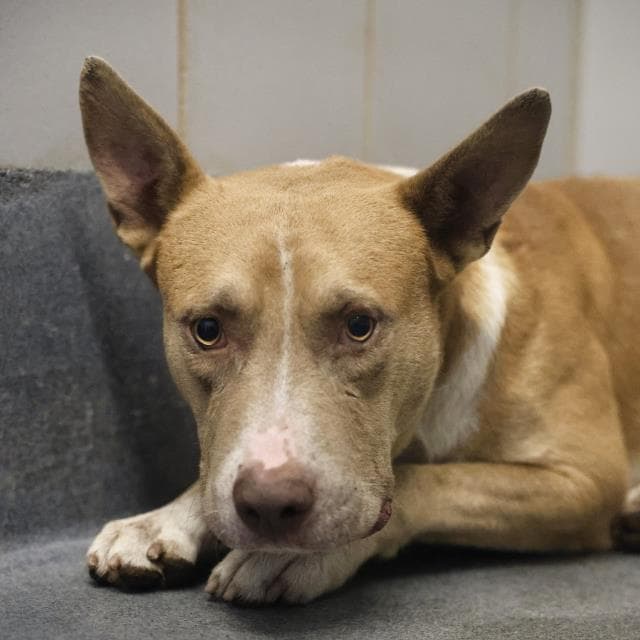 Titon - American Staffordshire Terrier
