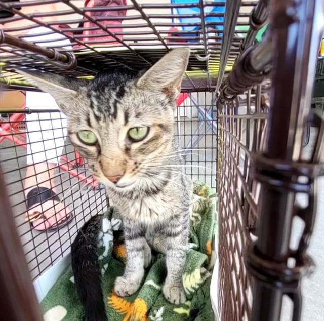 Zilly - Domestic Short Hair