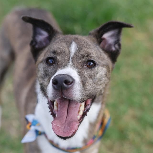 Max - American Staffordshire Terrier