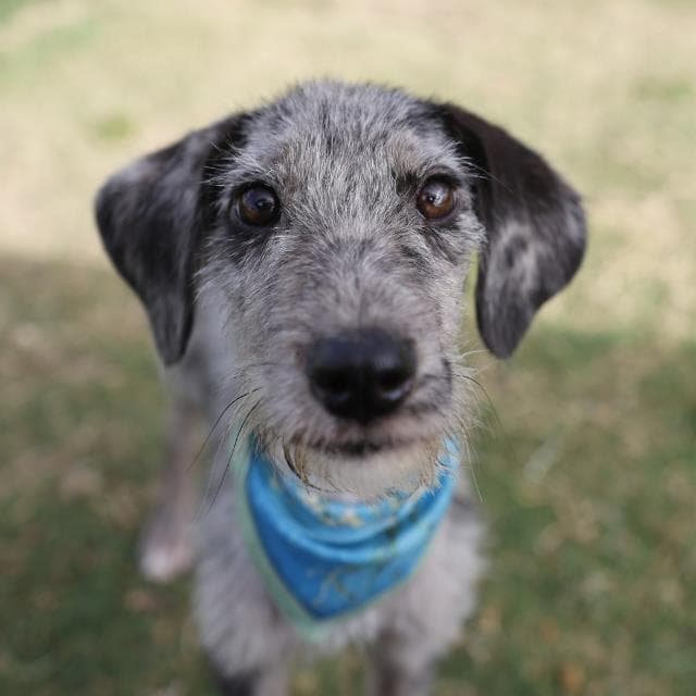Luna - Catahoula Leopard Dog