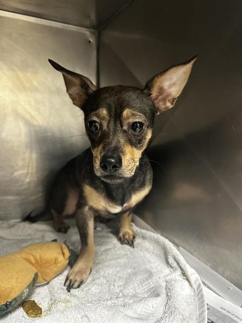 Lanie - Chihuahua