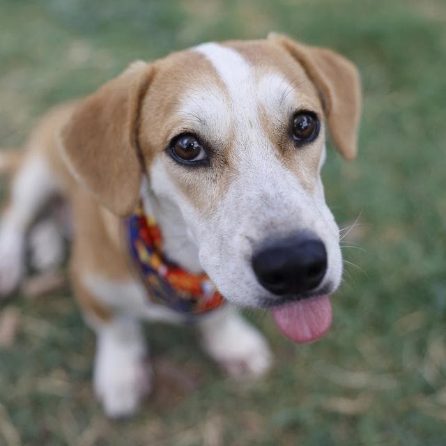 Gilbert - Terrier