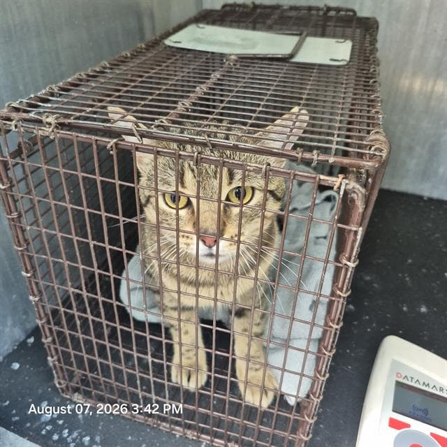 Samson - Domestic Short Hair