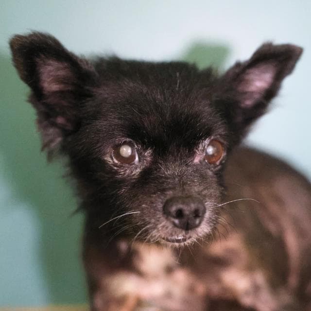 Unknown - Pomeranian