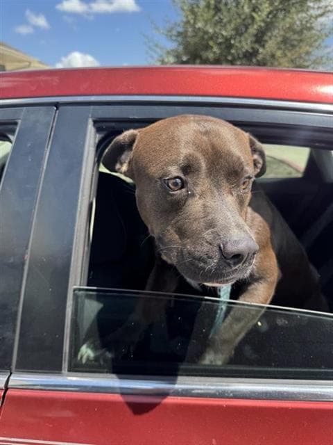 Beau - American Staffordshire Terrier