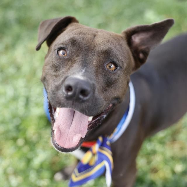 Beau - American Staffordshire Terrier