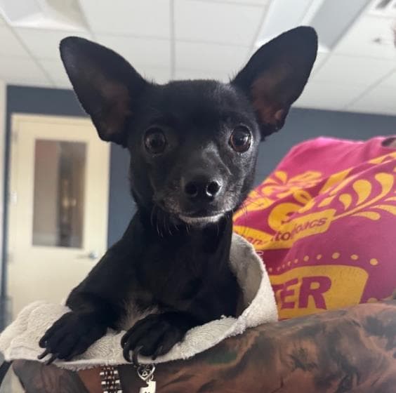 Anna - Chihuahua