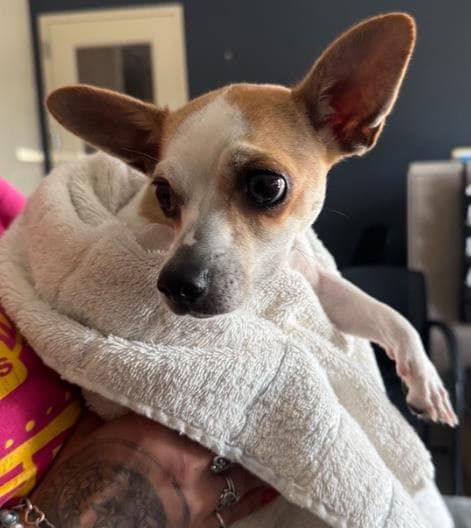 Elianna - Chihuahua