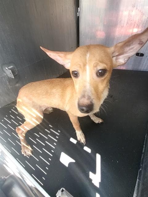 Tommy - Chihuahua