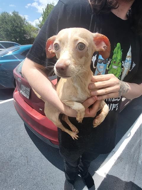 Anjelica - Chihuahua