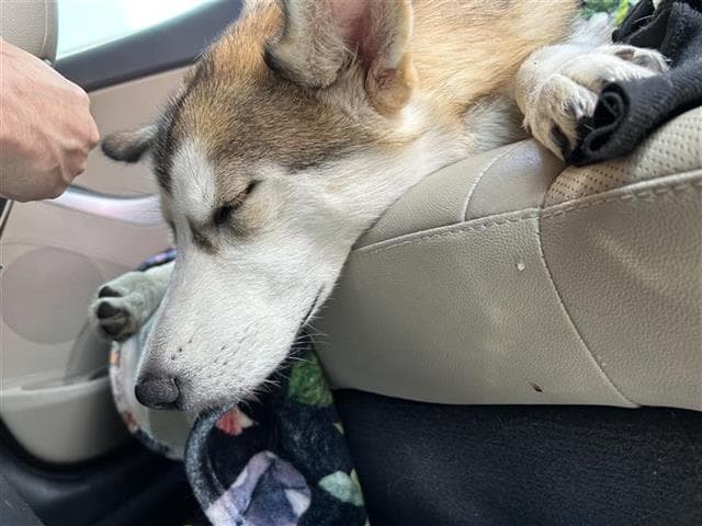 Freya - Husky