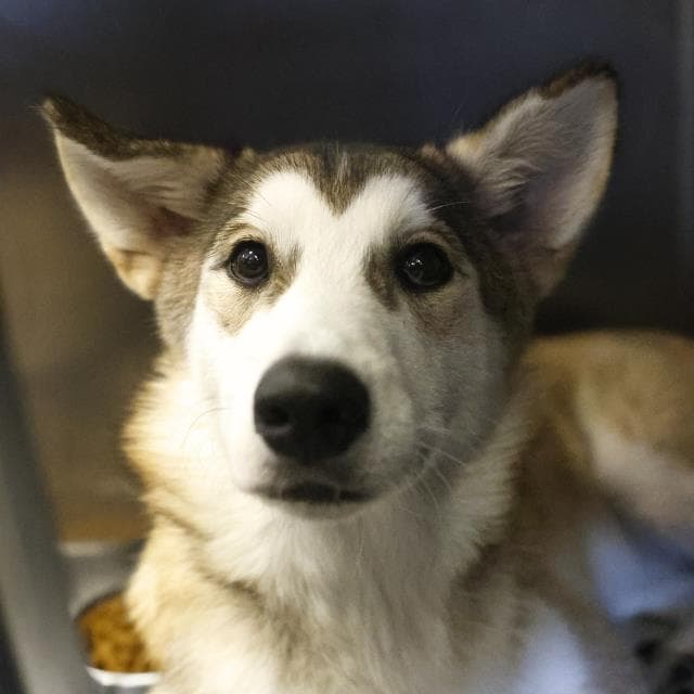 Freya - Husky