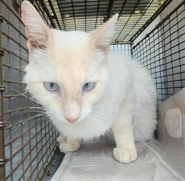 Unknown - Domestic Short Hair