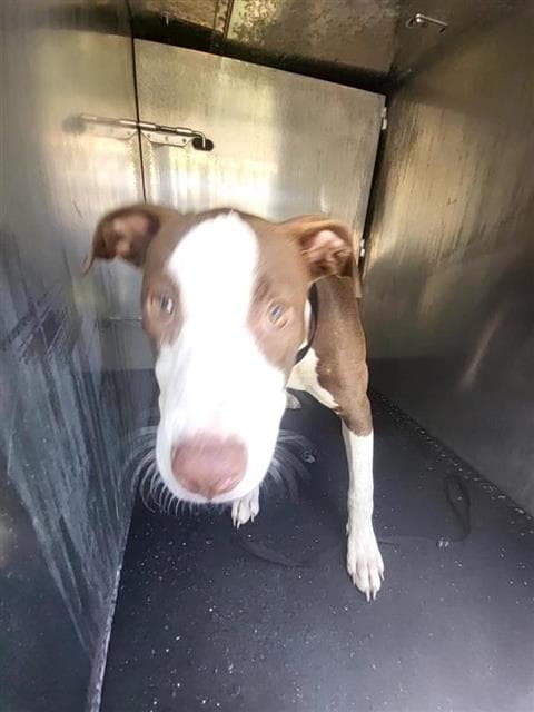 Cupcake - American Staffordshire Terrier
