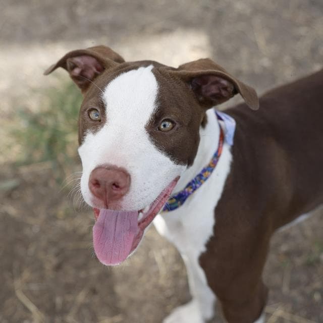 Cupcake - American Staffordshire Terrier