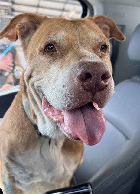 Moses - American Staffordshire Terrier