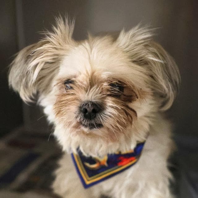 Besos - Shih Tzu