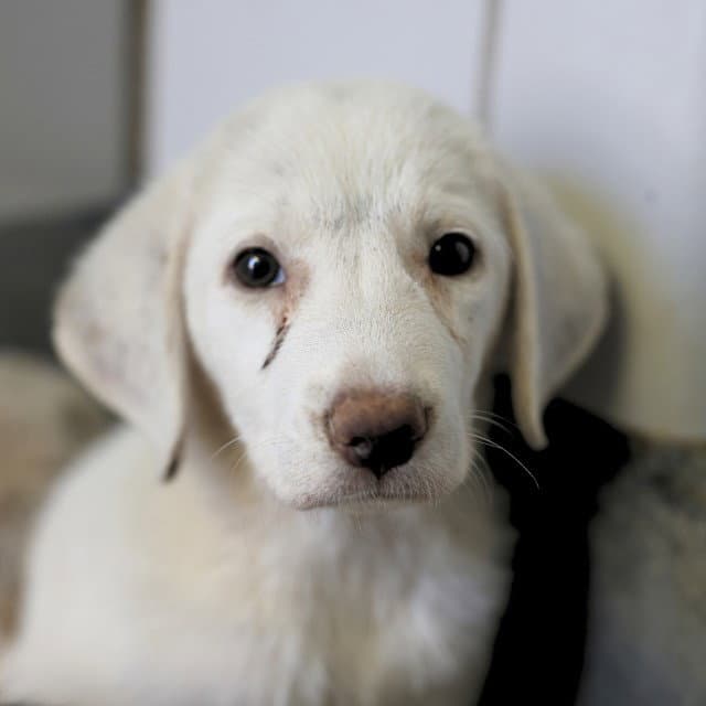 Poppy - Labrador Retriever