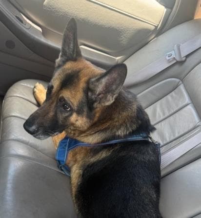 Thor - German Shepherd Dog