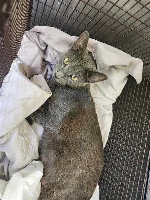 Mogie - Domestic Short Hair