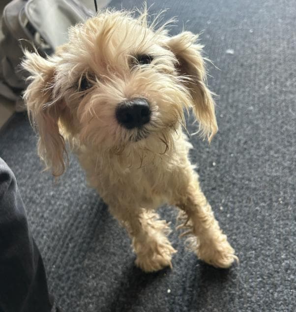 Camila - Miniature Schnauzer