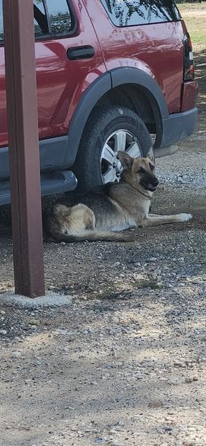 Po - German Shepherd Dog