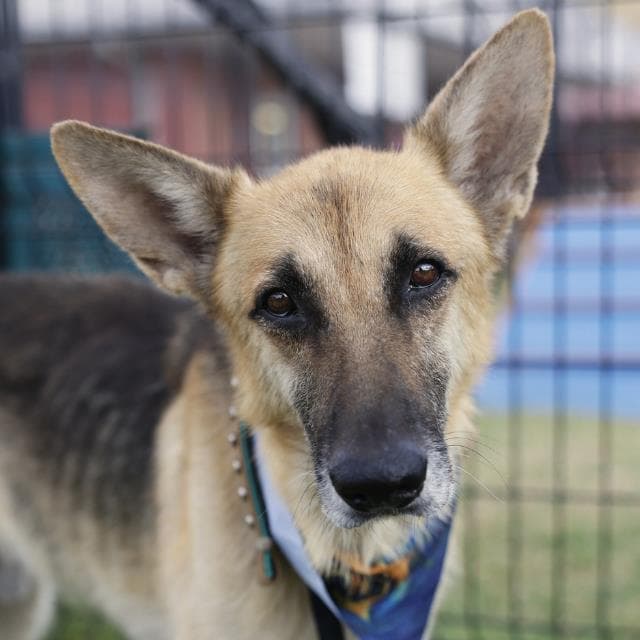 Po - German Shepherd Dog