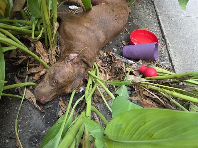 Nadia - American Staffordshire Terrier
