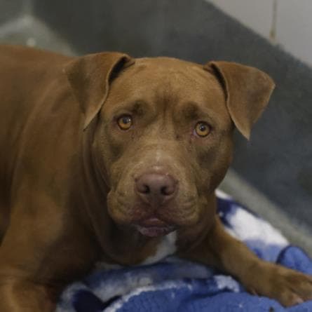 Nadia - American Staffordshire Terrier