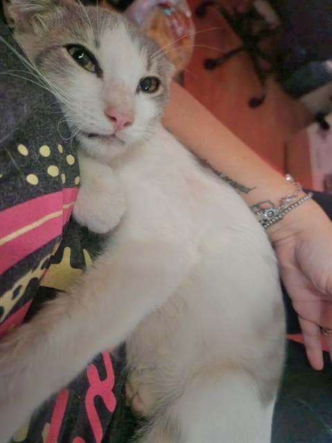 Cheeky - Domestic Short Hair