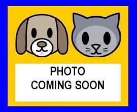Darla - Domestic Short Hair