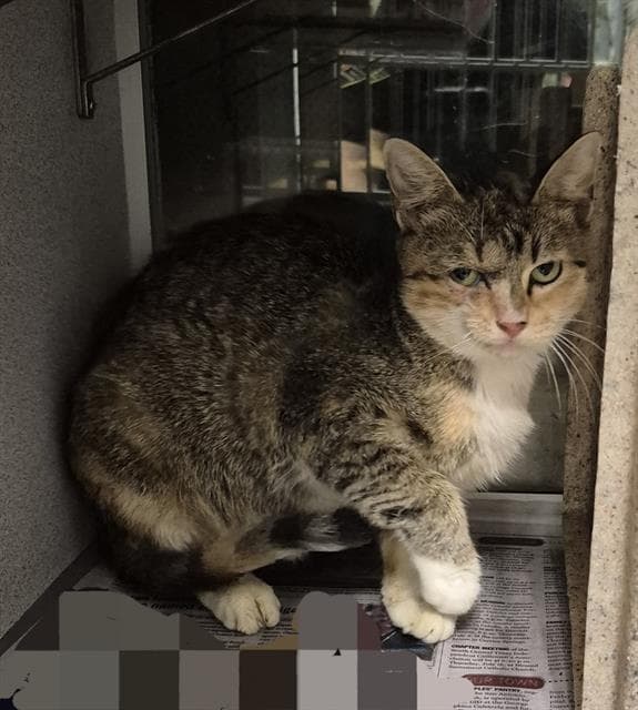 Opal - Domestic Short Hair
