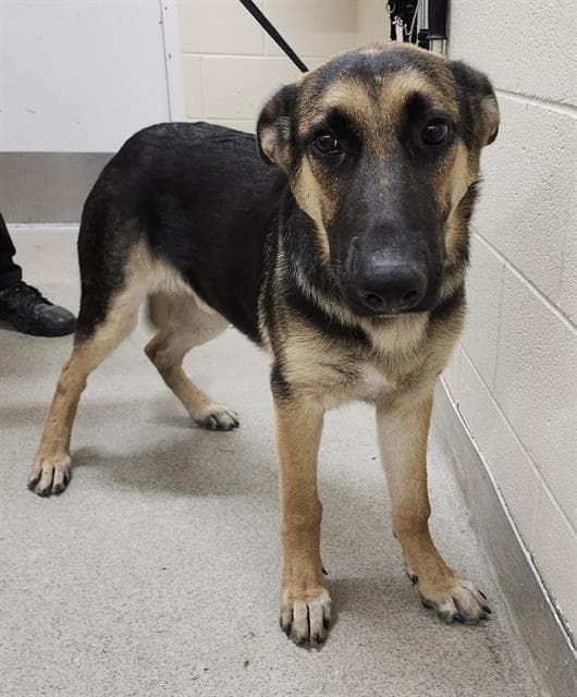 Cece - German Shepherd Dog