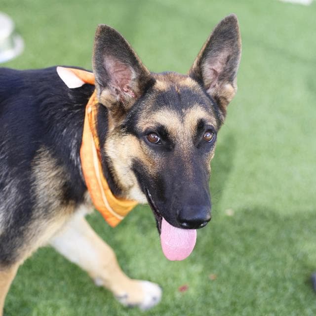 Cece - German Shepherd Dog