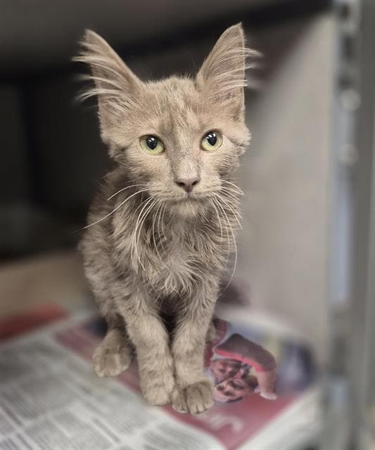 Teddy - Domestic Medium Hair
