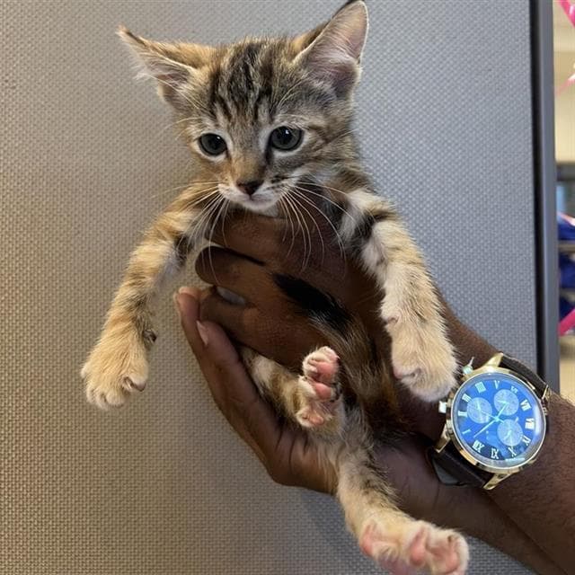 Drama - Domestic Short Hair