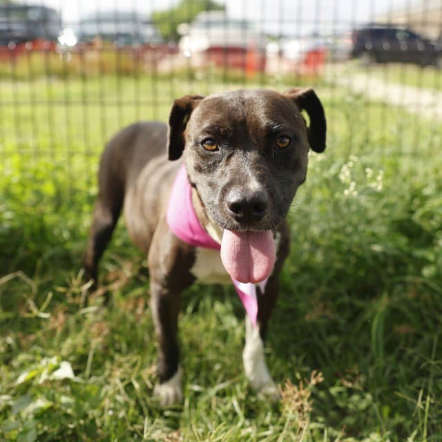 Ciri - American Staffordshire Terrier