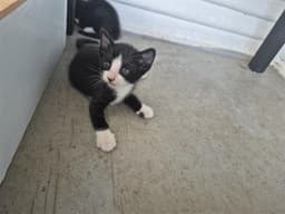 Mocha image 1