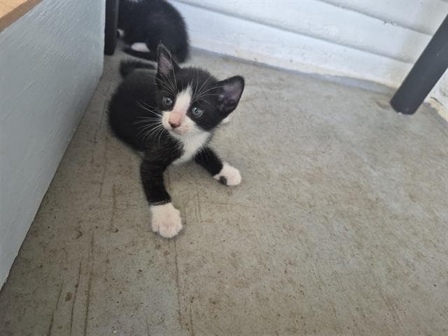 Mocha - Domestic Short Hair