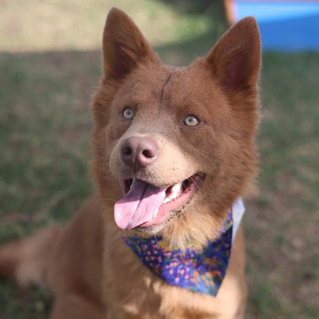 Bingo - Chow Chow