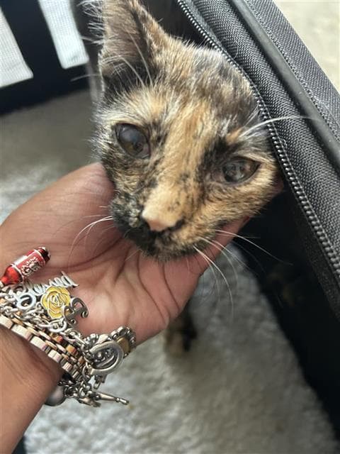 Saweetie - Domestic Short Hair